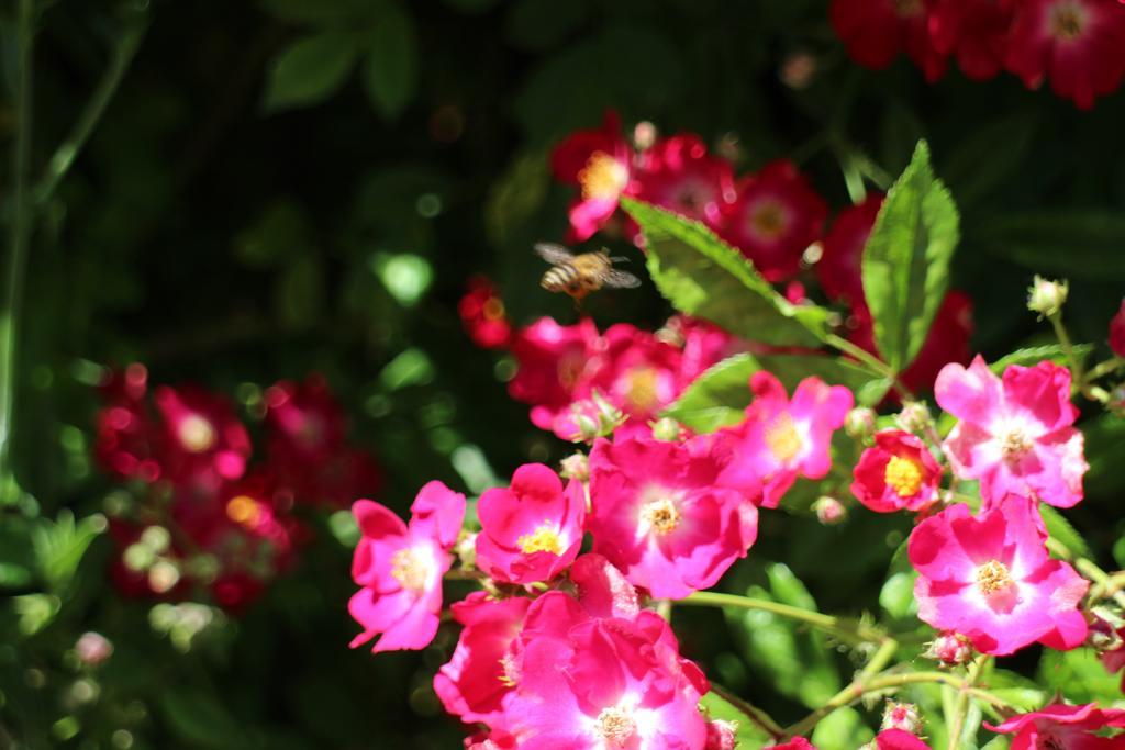 Flowers Apartments Nesebar Exterior foto